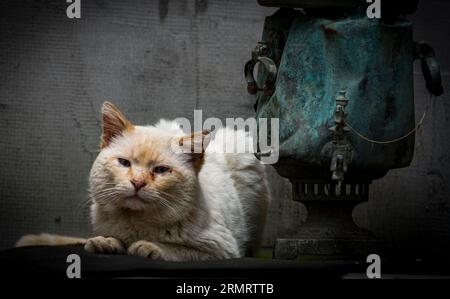 Vieux trucs- un chat blanc âgé, près d'un samovar cassé, couvert de patine Banque D'Images