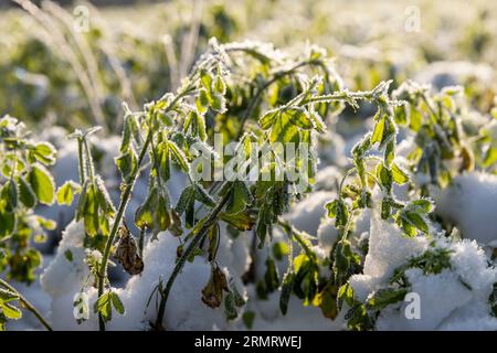 Herbe verte couverte de neige et de glace en hiver, champ agricole avec différentes plantes dans la neige après les gelées et les chutes de neige en Europe de l'est Banque D'Images
