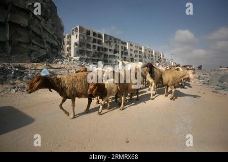 (140805) -- GAZA, 5 août 2014 -- des bergers palestiniens marchent avec un troupeau de moutons devant des bâtiments détruits touchés par une frappe israélienne, dans la ville de Beit Lahiya, dans le nord de la bande de Gaza, le 5 août 2014. La proposition égyptienne de cessez-le-feu a été approuvée lundi par les Palestiniens et tard dans la nuit a également été acceptée par le Premier ministre israélien Benjamin Netanyahu, apportant une pause très attendue au conflit meurtrier de 29 jours. MIDEAST-GAZA-CESSEZ-LE-FEU YasserxQudih PUBLICATIONxNOTxINxCHN Gaza août 5 2014 PALESTINIENS DES bergers marchent avec un poêle de moutons devant les bâtiments détruits touchés par l'EI Banque D'Images