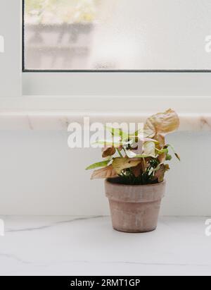 Plante d'intérieur Syngonium podophyllum avec des rayures jaunes et roses sur des feuilles vertes. Vue avant. Espace de copie Banque D'Images