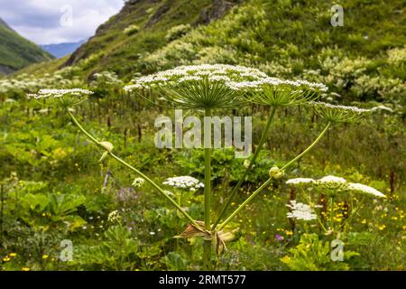 Heracleum mantegazzianum ou Heracleum giganteum, également appelée griffe d'ours, hercule vivace ou hercule, provient du Caucase. Sentier de randonnée à travers Tusheti, Géorgie Banque D'Images