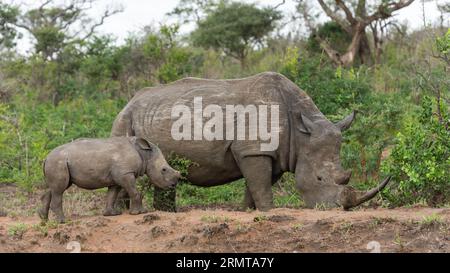 Femelle rhinocéros blanc avec son mollet qui suit Banque D'Images