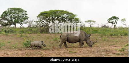 veau rhinocéros blanc suivant sa mère Banque D'Images