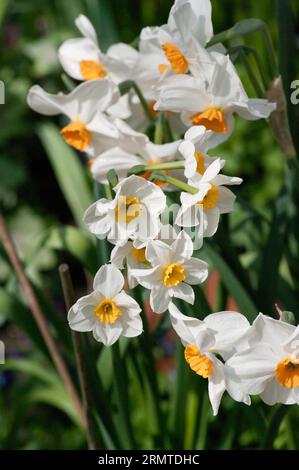 Jonquilles de Narcissus à têtes multiples blanches et jaunes Banque D'Images