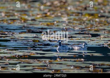 Couple de pygmées vertes nageant en quête de nourriture sur un lac d'eau douce Cattana Wetlands à Cairns, Queensland en Australie Banque D'Images