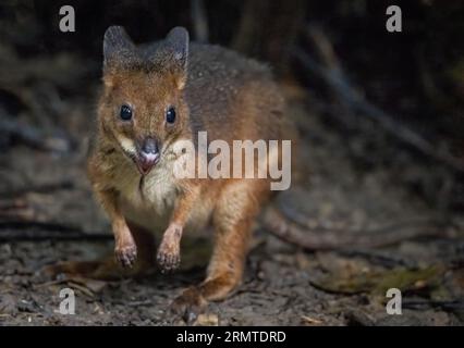 Une seule femelle rat-kangourou musqué est assise sur une bûche sur le sol de la forêt tropicale à la recherche ardue de nourriture. Banque D'Images