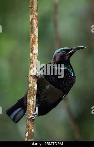 Un magnifique oiseau-rivet mâle du Victoria est perché verticalement sur une mince petite forêt tropicale à la recherche de nourriture. Banque D'Images