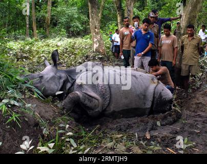 Un rhinocéros blessé reçoit des soins de la part des responsables du département forestier au parc national de Kaziranga, à environ 150 km de Guwahati, capitale de l'État du nord-est des Indes Assam, le 6 septembre 2014. ) INDIA-GUWAHATI-RHINO Stringer PUBLICATIONxNOTxINxCHN à Rhino blessé reçoit un traitement par des fonctionnaires du Département des forêts AU Parc National Kaziranga autour de 150 KMS de Guwahati capitale de l'Indias Northeastern State Assam sept 6 2014 Inde Guwahati Rhino Stringer PUBLICATIONxNOTxINxCHN Banque D'Images