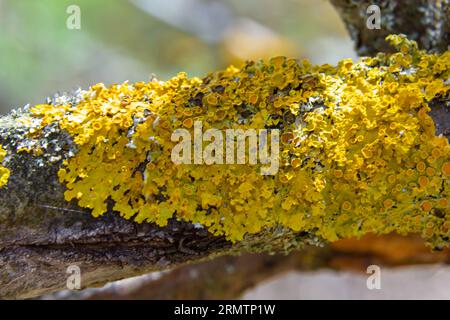 Il y a beaucoup de petits lichen dorés de couleur maritime, xanthoria parietina, avec de la mousse verte et quelques petites roches. Gros plan d'une macro de marche Banque D'Images