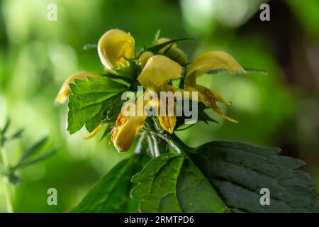 Archange jaune, Galeobdolonum lutéum ou Lamium galeobdolone, détail de l'inflorescence. Banque D'Images