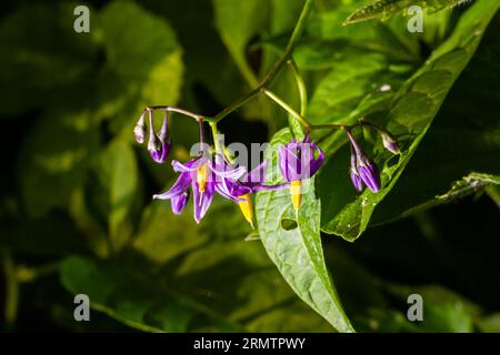 Nuit douce et amère, Solanum dulcamara, fleurs et bourgeons avec des feuilles rapprochées. Banque D'Images