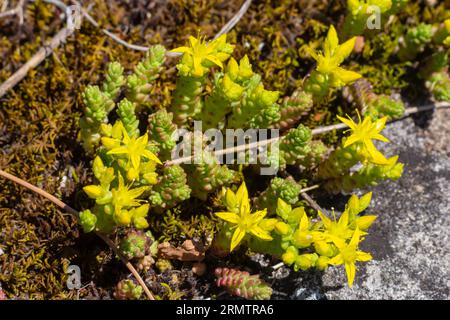 Sedum acre, Sedum album est la plante vivace herbacée succulente avec de nombreuses tiges montantes couvertes de petites feuilles épaisses. Banque D'Images