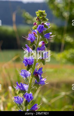 Floraison de prairie dans la journée ensoleillée d'été. Echium vulgare, belles fleurs sauvages. Fond floral d'été, fleurs en gros plan. Banque D'Images