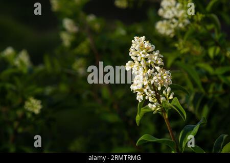 Ligustrum vulgare plante à fleurs blanches sauvage d'europe privée, groupe de fleurs parfumées en fleur sur branches d'arbustes, feuilles vertes. Banque D'Images
