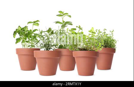 Différentes herbes vertes dans des pots d'argile isolés sur blanc Banque D'Images