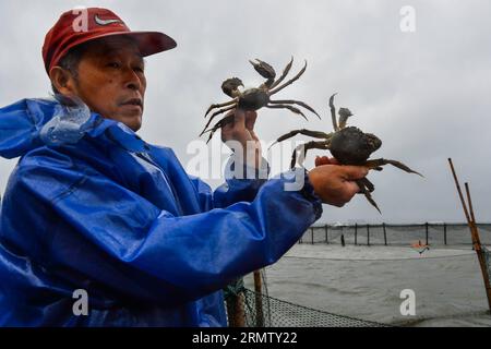 (140923) -- KUNSHAN, 23 septembre 2014 -- Un pêcheur montre des crabes chinois récoltés sur le lac Yangcheng dans la ville de Bacheng à Kunshan, province du Jiangsu, dans l'est de la Chine, le 23 septembre 2014. La saison de récolte 2014 pour le crabe moufle chinois (Eriocheir sinensis) dans le lac Yangcheng, une importante zone productrice, a débuté mardi. Aussi connu comme le grand crabe d'écluse, les crabes chinois à moufles sont favorisés par de nombreux amateurs de gourmets et se vendent bien en ligne et sur les marchés réels ) (wjq) CHINE-JIANGSU-FISHERY-YANGCHENG LAKE-PÊCHE CHINOISE AU CRABE À MOUFLES (CN) LixXiang PUBLICATIONxNOTxINxCHN Kunshan sept 23 2014 a FIS Banque D'Images