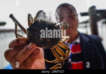 (140923) -- KUNSHAN, 23 septembre 2014 -- Un pêcheur montre un crabe chinois à moufles sur le lac Yangcheng dans la ville de Bacheng à Kunshan, dans la province du Jiangsu, dans l'est de la Chine, le 23 septembre 2014. La saison de récolte 2014 pour le crabe moufle chinois (Eriocheir sinensis) dans le lac Yangcheng, une importante zone productrice, a débuté mardi. Aussi connu comme le grand crabe d'écluse, les crabes chinois à moufles sont favorisés par de nombreux amateurs de gourmets et se vendent bien en ligne et sur les marchés réels ) (wjq) CHINE-JIANGSU-FISHERY-LAC YANGCHENG-PÊCHE CHINOISE CRABE À MOUFLES (CN) LixXiang PUBLICATIONxNOTxINxCHN Kunshan sept 23 2014 a Fishe Banque D'Images
