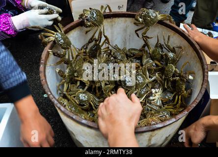 (140923) -- KUNSHAN, 23 septembre 2014 -- les pêcheurs lient les crabes chinois récoltés pour une vente au détail plus poussée près du lac Yangcheng dans la ville de Bacheng à Kunshan, province de Jiangsu dans l est de la Chine, le 23 septembre 2014. La saison de récolte 2014 pour le crabe moufle chinois (Eriocheir sinensis) dans le lac Yangcheng, une importante zone productrice, a débuté mardi. Aussi connu comme le grand crabe d'écluse, les crabes chinois à moufles sont favorisés par de nombreux amateurs de gourmets et se vendent bien en ligne et sur les marchés réels ) (wjq) CHINE-JIANGSU-FISHERY-LAC YANGCHENG-RÉCOLTE DE MOUFLES CHINOIS (CN) LixXiang PUBLICATIONxNOTxINxCHN Kunsh Banque D'Images