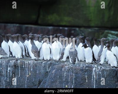 Les guillemots et de nombreux oiseaux de mer ont été fortement affectés par la grippe aviaire avec une mauvaise reproduction / ponte des œufs. Banque D'Images