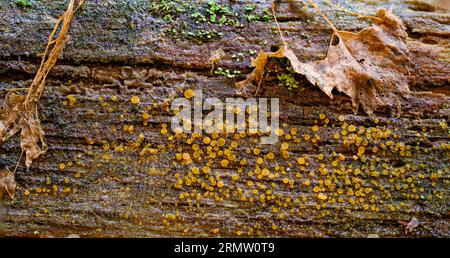 Tasses en verre communes (Orbilia sp., probablement O. xanthostigma) de Hidra, au sud-ouest de la Norvège, à la fin août. Les coupelles ont une largeur d'environ 2-3 mm. Banque D'Images