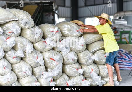 (230830) -- CENGONG, 30 août 2023 (Xinhua) -- Chen Liangdong organise la récolte de semences de riz hybride dans un atelier de transformation dans le comté de Cengong de Qiandongnan Miao et la préfecture autonome de Dong, dans la province du Guizhou, au sud-ouest de la Chine, le 26 août 2023. À l'arrivée de l'automne, les rizières deviennent dorées. Chen Liangdong a invité une équipe de récolte professionnelle de la province du Henan à récolter les semences de riz hybride sur sa ferme. En regardant les abondantes graines de riz, il était ravi. Chen, âgé de 61 ans, est un important producteur de semences de riz hybride dans le comté de Cengong. Il a travaillé comme ouvrier de la construction dans le c Banque D'Images