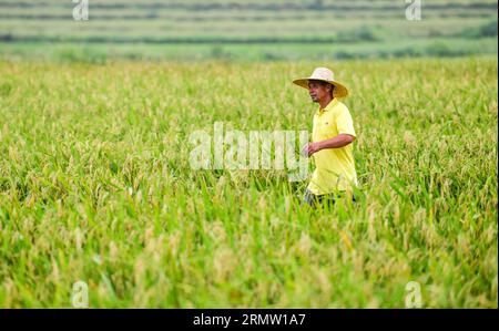 (230830) -- CENGONG, 30 août 2023 (Xinhua) -- Chen Liangdong vérifie la croissance des semences dans un champ de semences de riz hybride dans le comté de Cengong de Qiandongnan Miao et la préfecture autonome de Dong, dans la province du Guizhou au sud-ouest de la Chine, le 26 août 2023. À l'arrivée de l'automne, les rizières deviennent dorées. Chen Liangdong a invité une équipe de récolte professionnelle de la province du Henan à récolter les semences de riz hybride sur sa ferme. En regardant les abondantes graines de riz, il était ravi. Chen, âgé de 61 ans, est un important producteur de semences de riz hybride dans le comté de Cengong. Il travaillait comme ouvrier de la construction dans le pays Banque D'Images