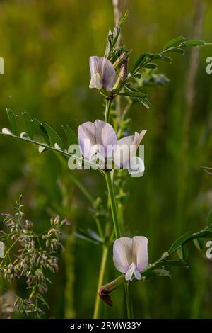 Vicia lutea - Etch jaune lisse. Fleurs sauvages printanières par une journée ensoleillée dans la prairie. Banque D'Images