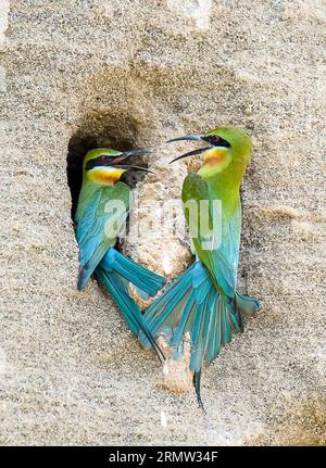 Deux mangeurs d'abeilles à queue bleue (merops philippinus) chantent sur un arbre dans le comté de Qiaojia de la ville de Zhaotong, dans la province du Yunnan du sud-ouest de la Chine, le 1 juin 2014. Le mangeur d'abeilles à queue bleue, qui se reproduit principalement dans le sud-est de l'Asie, est présenté avec ses plumes colorées. (lfj) CHINA-YUNNAN-MEROPS PHILIPPINUSE (CN) LanxYushou PUBLICATIONxNOTxINxCHN deux mangeurs d'abeilles à queue bleue Merops serrant SUR un arbre dans le comté de Zhao Tong ville sud-ouest de la Chine S province du Yunnan juin 1 2014 le mangeur d'abeilles à queue bleue qui se reproduit principalement en Asie du sud-EST présenté avec ses plumes colorées CN PU Banque D'Images