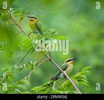 Deux mangeurs d'abeilles à queue bleue (merops philippinus) sont observés sur un arbre dans le comté de Qiaojia de la ville de Zhaotong, dans la province du Yunnan du sud-ouest de la Chine, le 6 juillet 2014. Le mangeur d'abeilles à queue bleue, qui se reproduit principalement dans le sud-est de l'Asie, est présenté avec ses plumes colorées. (lfj) CHINA-YUNNAN-MEROPS PHILIPPINUSE (CN) LanxYushou PUBLICATIONxNOTxINxCHN deux mangeurs d'abeilles à queue bleue les Merops sont des lacs SUR un arbre dans le comté de Zhao Tong ville sud-ouest de la Chine S province du Yunnan juillet 6 2014 le mangeur d'abeilles à queue bleue qui se reproduit principalement dans le sud-EST en Asie du sud-EST présenté avec ses plumes colorées en Chine Yunnan Chine Merop Banque D'Images