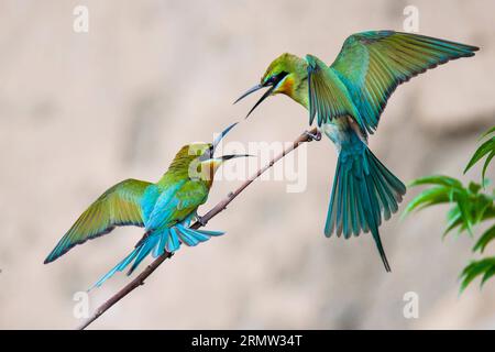 Deux mangeurs d'abeilles à queue bleue (merops philippinus) chantent dans le ciel dans le comté de Qiaojia de la ville de Zhaotong, dans la province du Yunnan du sud-ouest de la Chine, le 9 juin 2014. Le mangeur d'abeilles à queue bleue, qui se reproduit principalement dans le sud-est de l'Asie, est présenté avec ses plumes colorées. (lfj) CHINA-YUNNAN-MEROPS PHILIPPINUSE (CN) LanxYushou PUBLICATIONxNOTxINxCHN deux mangeurs d'abeilles à queue bleue Merops Sing dans le ciel dans le comté de Zhao Tong ville sud-ouest de la Chine S province du Yunnan juin 9 2014 le mangeur d'abeilles à queue bleue qui se reproduit principalement en Asie du sud-EST présenté avec ses plumes colorées CN Banque D'Images