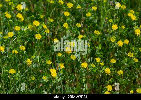 Trifolium campestre ou fleur de trefoil de houblon, gros plan. Trèfle jaune ou doré avec feuilles vertes. Le trèfle sauvage ou de champ est herbacé, annuel et fleuri Banque D'Images