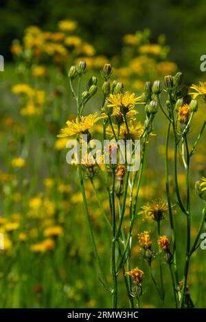 Pilosella caespitosa jaune vif ou fleur de prairie Hawkweed, gros plan. Hieracium pratense Tausch ou Yellow King Devil est grand, en fleurs, plante sauvage, Banque D'Images