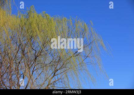 Auvent saule dans le fond du ciel bleu Banque D'Images