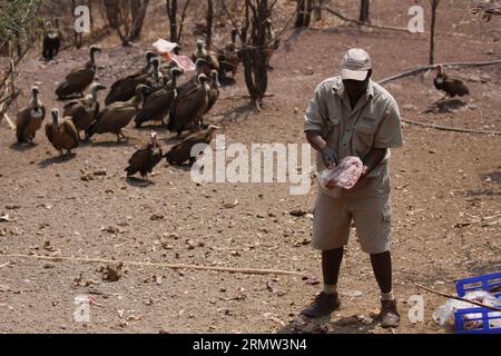 (141002) -- VICTORIA FALLS, le 2 octobre 2014 - un employé d'un Lodge jette la viande restante d'un restaurant sur un terrain ouvert pour les vautours au Victoria Falls Safari Lodge, à la limite du parc national du Zambèze, Victoria Falls, Zimbabwe, le 29 septembre 2014. L'alimentation des vautours est une expérience touristique unique offerte par le Lodge depuis la fin des années 1990 Plus de 100 vautours dans le parc national du Zambèze font leurs visites quotidiennes au Lodge à l'heure du déjeuner, en se balançant sur le restaurant laissé sur la viande jetée sur un terrain ouvert juste en face du restaurant du Lodge. La couverture descendant de hundr Banque D'Images