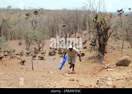 (141002) -- VICTORIA FALLS, le 2 octobre 2014 - un employé d'un Lodge jette la viande restante d'un restaurant sur un terrain ouvert pour les vautours au Victoria Falls Safari Lodge, à la limite du parc national du Zambèze, Victoria Falls, Zimbabwe, le 29 septembre 2014. L'alimentation des vautours est une expérience touristique unique offerte par le Lodge depuis la fin des années 1990 Plus de 100 vautours dans le parc national du Zambèze font leurs visites quotidiennes au Lodge à l'heure du déjeuner, en se balançant sur le restaurant laissé sur la viande jetée sur un terrain ouvert juste en face du restaurant du Lodge. La couverture descendant de hundr Banque D'Images