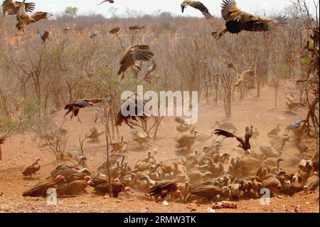 (141002) -- VICTORIA FALLS, le 2 octobre 2014 - plus d'une centaine de vautours se nourrissent de la viande restante au Victoria Falls Safari Lodge, à la limite du parc national du Zambèze, Victoria Falls, Zimbabwe, le 29 septembre 2014. L'alimentation des vautours est une expérience touristique unique offerte par le Lodge depuis la fin des années 1990 Plus de 100 vautours dans le parc national du Zambèze font leurs visites quotidiennes au Lodge à l'heure du déjeuner, en se balançant sur le restaurant laissé sur la viande jetée sur un terrain ouvert juste en face du restaurant du Lodge. La couverture descendant de centaines de vautours et la frénésie Banque D'Images