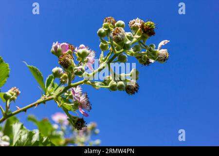 Fleurs et bourgeons de mûre rose doux au printemps - Rubus fruticosus. Banque D'Images