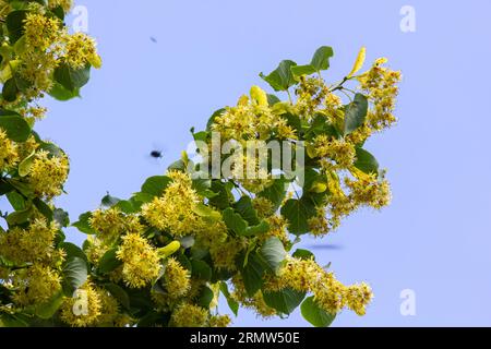 Tilia cordata tilleul branches d'arbres en fleurs, floraison printanière de petites feuilles de citron vert, feuilles vertes en plein jour printanier. Banque D'Images