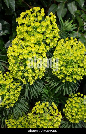 Euphorbe méditerranéenne (Euphorbia characias) ; floraison Banque D'Images