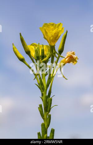 Onagre jaune Oenothera biennis, plante médicinale pour les cosmétiques, les soins de la peau et l'eczéma. Banque D'Images