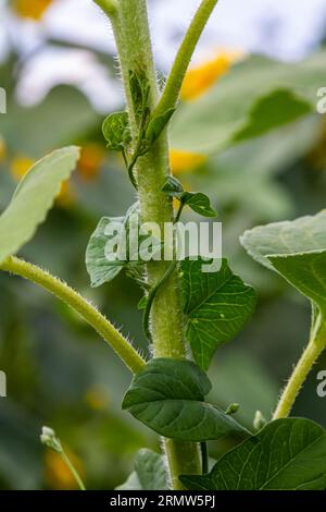 Amande de champ ou Convolvulus arvensis amande européenne rampant Jenny possession plante herbacée vivace herbacée de vigne avec des fleurs blanches ouvertes et fermées Banque D'Images