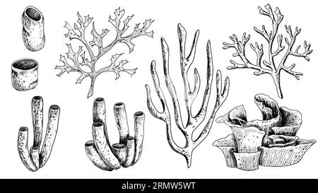 Ensemble de coraux de mer vecteur. Illustration dessinée à la main de récifs sous-marins sur fond blanc isolé. Gravure sous-marine peinte à l'encre noire. Bundle de plante marine pour la conception dans le style nautique. Illustration de Vecteur