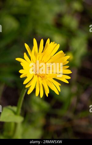 Great Leopard's Bane (Doronicum pardalianches); close-up of flower Stock Photo