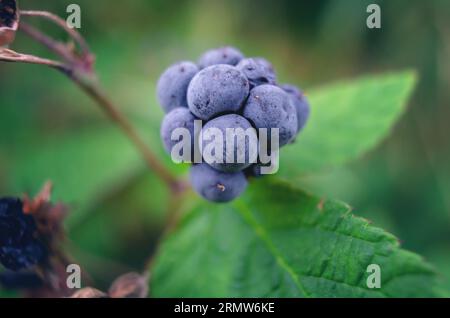 Macro photo de mûres mûres dans la forêt sur des feuilles vertes Banque D'Images