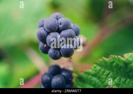 Macro photo de mûres mûres dans la forêt sur des feuilles vertes Banque D'Images