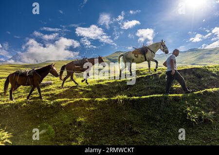 Un soigneur de chevaux mène trois chevaux avec des selles de bât vides à travers une pente verdoyante près de Girevi en Tusheti, dans la municipalité d'Akhmeta, région de Kakheti, Géorgie. Il marche en avant dans un T-shirt gris et un pantalon sombre, tenant les chevaux avec une corde. Un cheval gris et deux chevaux bruns le suivent, probablement les chevaux de bât d'un groupe de trekking. En arrière-plan, une haute vallée verdoyante s'étend sous un ciel bleu parsemé de nuages blancs. Lors des randonnées équestres, les chevaux de bât transportent des tentes, des bagages, des provisions et du matériel de cuisine sur les étapes au-dessus de 2 000 mètres. Des soigneurs de chevaux expérimentés les chargent et les guident. Le trekking tou Banque D'Images