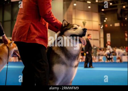 Genève, Canton de Genève, Suisse - 27 août, 2023 : chien de présentation du maître lors de l'exposition mondiale des chiens. Banque D'Images