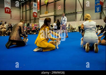 Genève, Canton de Genève, Suisse - 27 août, 2023 : chien de présentation du maître lors de l'exposition mondiale des chiens. Banque D'Images