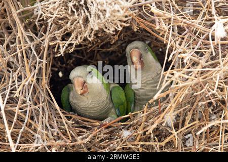 Moine Parakeet (Myiopsitta monachus) couple dans le nid ES Espagne août 2023 Banque D'Images