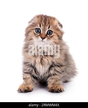 highland plier chaton devant le fond blanc Banque D'Images